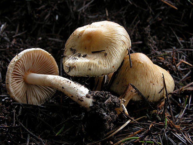 Inocybe 1 (cfr. Inocybe posterula)